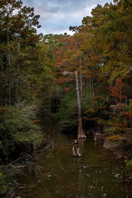 Autumn Bayou