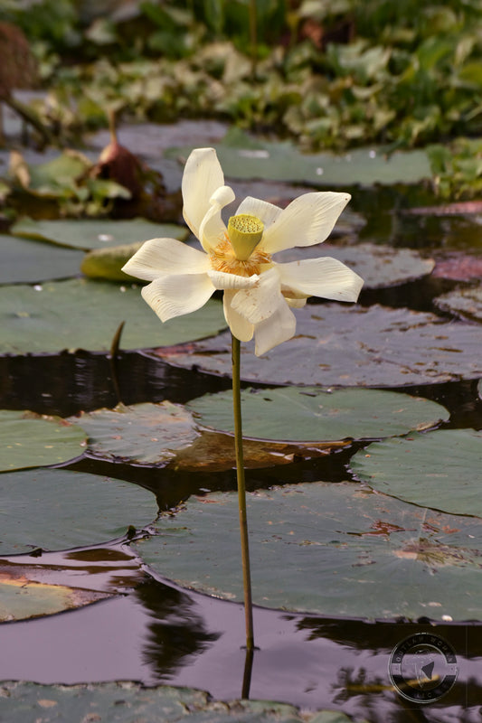 Dancing Lotus