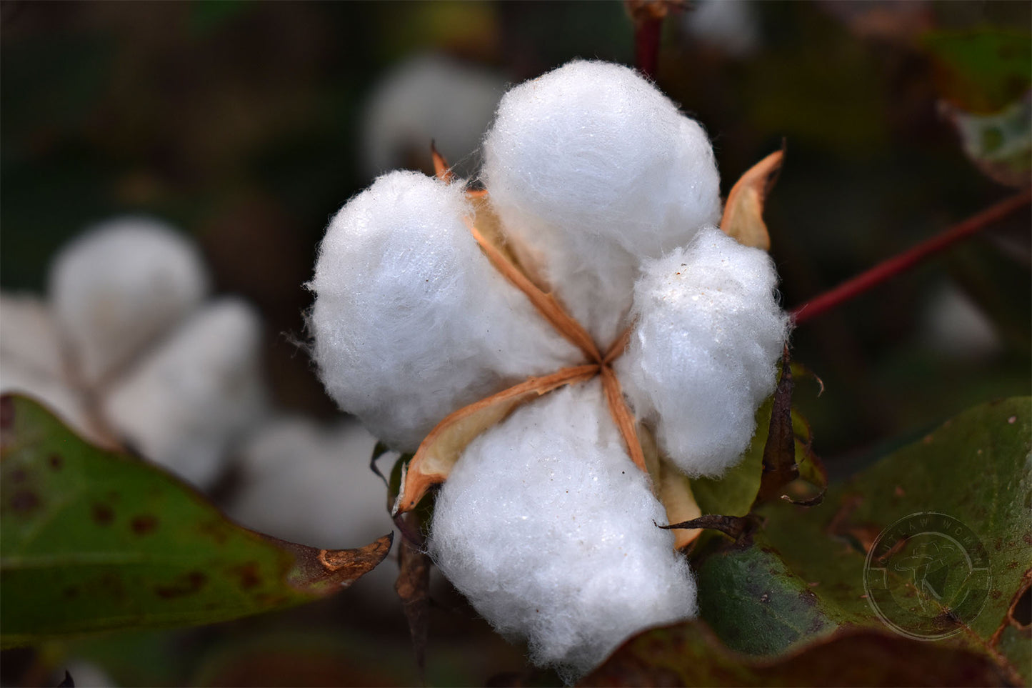 High Cotton